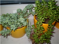 d34b5d6f-Picture 1085.jpg
